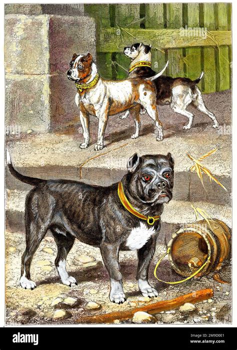 Dogs Original Bull And Terrier Cross Stock Photo Alamy
