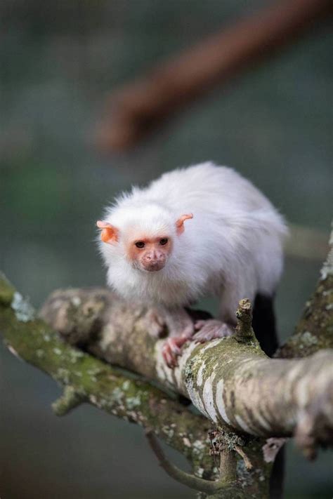 Albino Pygmy Marmoset Monkeys