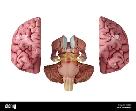 Ilustración 3d de la anatomía del cerebro Fotografía de stock Alamy