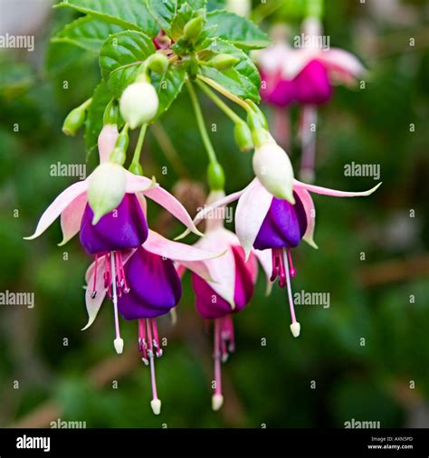 Fuschia Hi Res Stock Photography And Images Alamy
