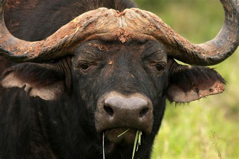Cape buffalo at Addo park, South Africa 3 Free Stock Photo | FreeImages