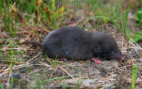 Northern Short Tailed Shrew Stock Photo Minden Pictures