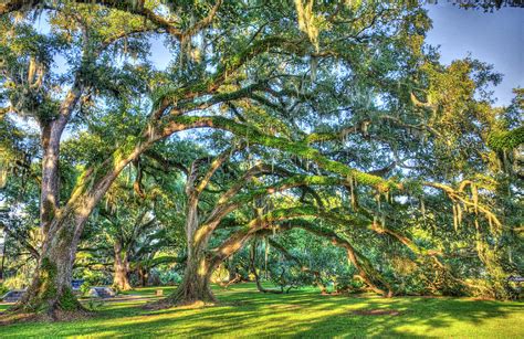 Oak Trees City Park New Orleans Photograph By Alex Demyan Fine Art