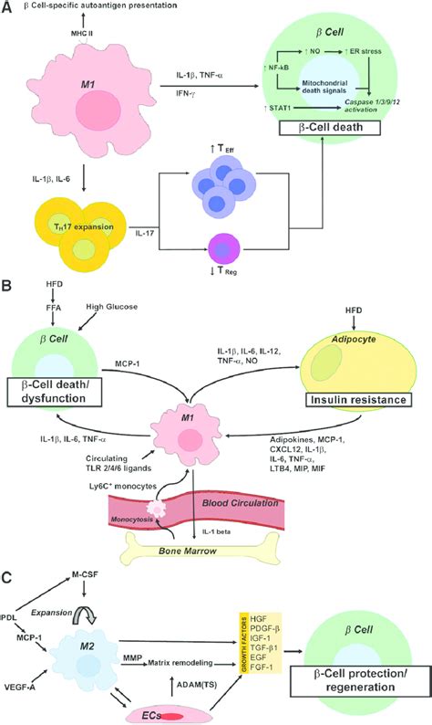 Schematic Representation Summarizing The Role Of Macrophages In The