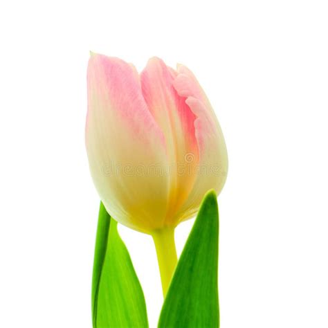 Multicolored Tulip On White Stock Image Image Of Plant Nature 145422077
