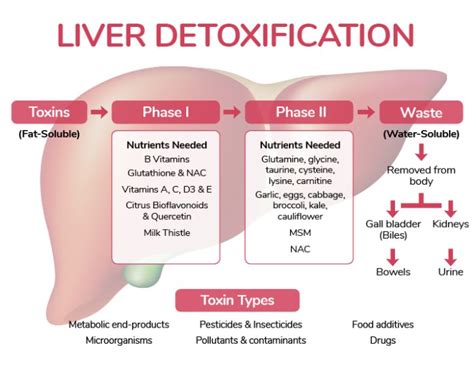 Spot The Early Signs Of Liver Disease In Dogs Dogs Naturally Magazine