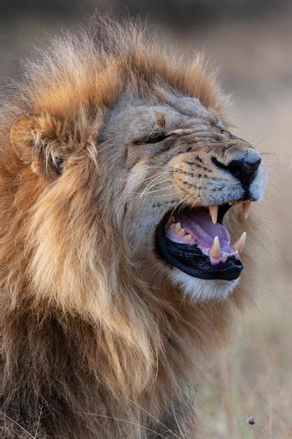 Premium Photo Male Lion Panthera Leo Botswana