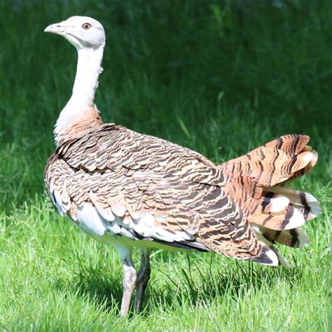 Great Bustard