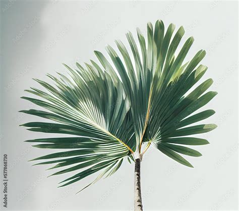 palm fan leaf, palm leaf, white color background, high key Stock ...