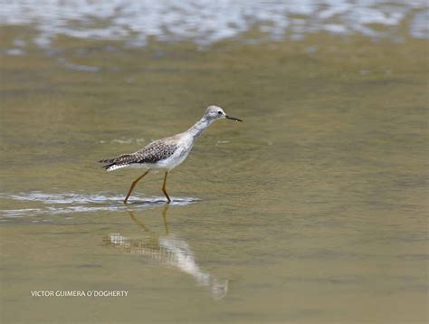 Mis imágenes de aves ACUATICAS EN LA LAGUNA DE LIMPIOPUNGO