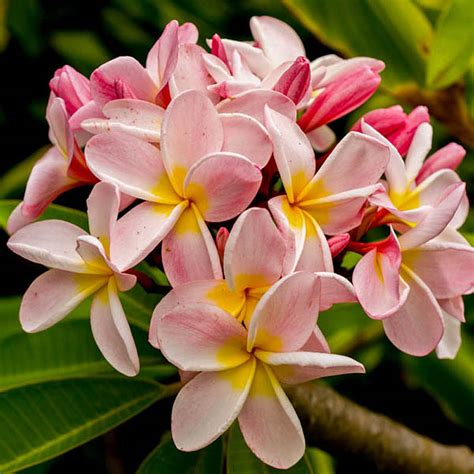 Maui Flower | Image Gallery