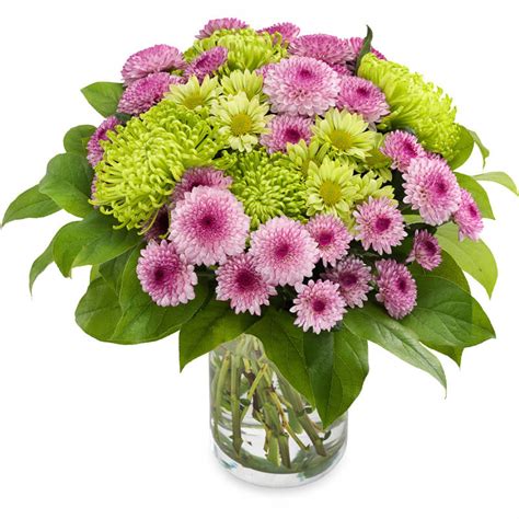 chrysanthemum mix in pink/purple and green |Euroflorist