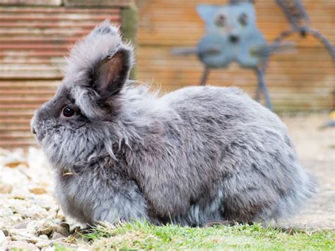 Lionhead Rabbit Size & Weight Chart – How Big do They Grow? - VIVO Pets