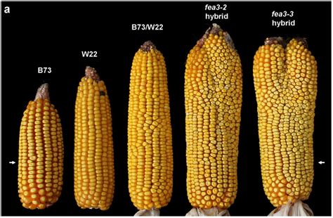 You Call It Corn Stem Cells, We Call It An A-Maize-Ing Hope to Feed the ...