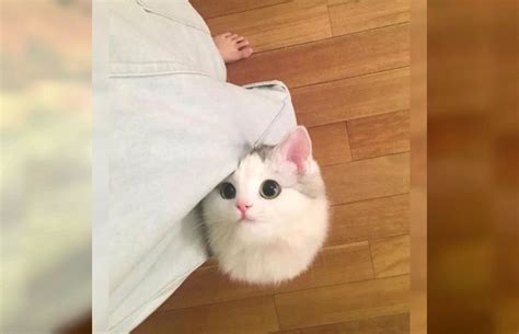 Когда в доме проживает кот: 30 забавных снимков - Страница 12 из 30 ...