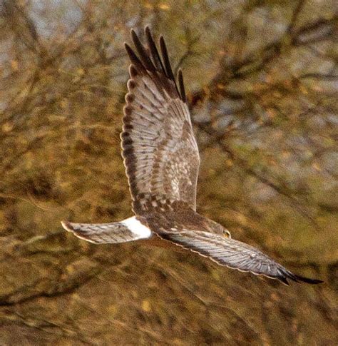 Northern Harrier Flying Photograph by Stephanie Salter - Fine Art America