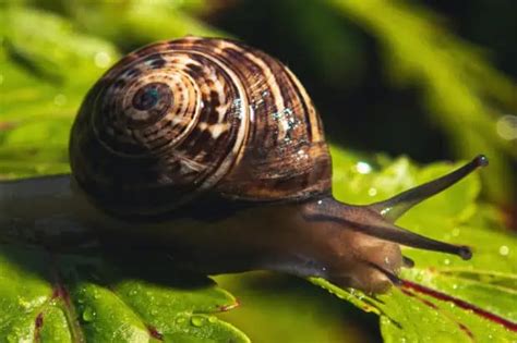 15 Types Of Worms Species Facts And Photos