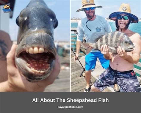 All About The Sheepshead Fish With Human Teeth | Kayak Gonflable