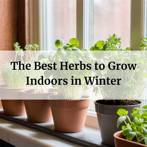 The Best Herbs To Grow Indoors In Winter