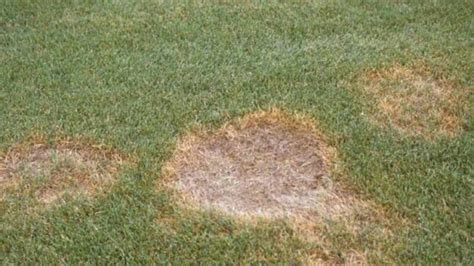 How To Identify Control And Prevent Summer Patch Lawn Disease