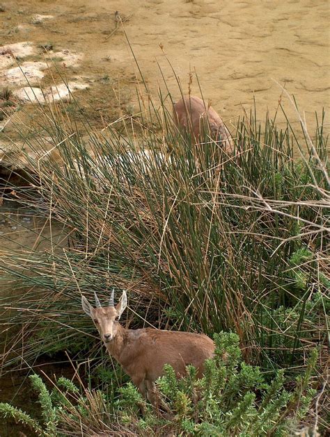 Ibex 4 Free Photo Download | FreeImages