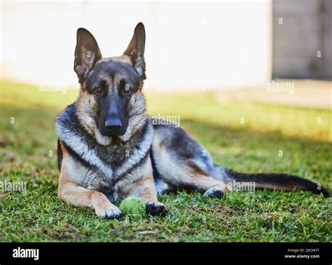 Ive Got My Eye On You Full Length Shot Of An Adorable German Shepherd