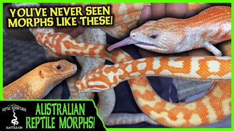 Australian Reptile Morphs Like Youve Never Seen Before Joe Balls