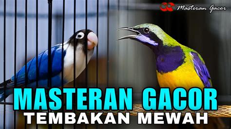 MASTERAN GACOR TEMBAKAN MEWAH CUCAK CUNGKOK VS LOVEBIRD PANJANG COCOK