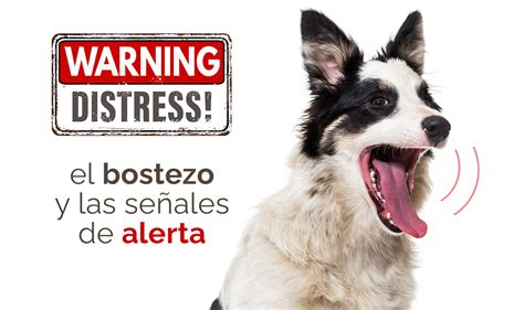 El BOSTEZO en perros señales de alerta Ka Salud Integral by Feral