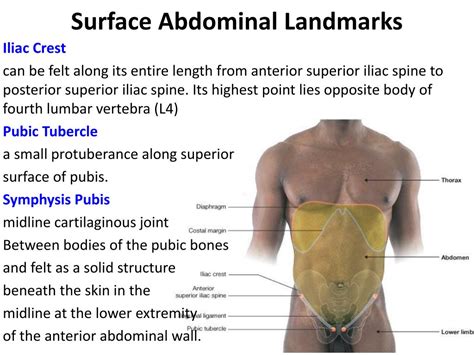 Ppt Posterior Abdominal Wall Powerpoint Presentation Free Download