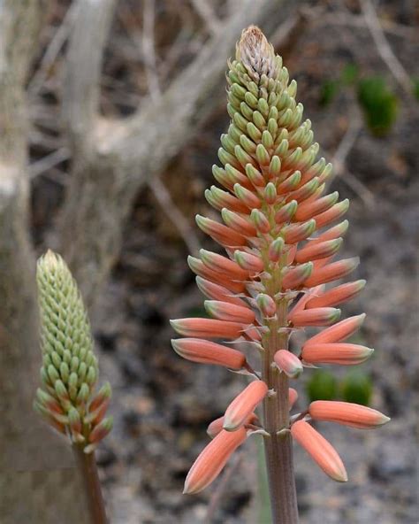 Secretos Aloe Vera Floraci N Garantizada Desc Brelos Aqu