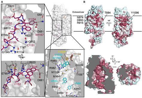 Figure From Architecture Of The Cellulose Synthase Outer Membrane