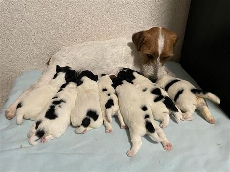 Jack Russell Welpen Tierheim Tier Ferienhof Waldeck