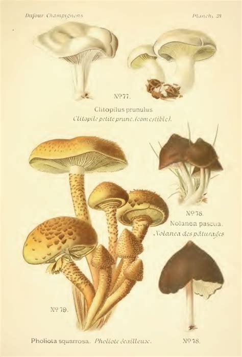 Atlas Des Champignons Atlas Des Champignons Pholiota Squarrosa