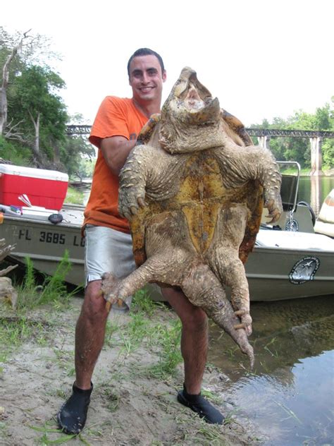 Largest freshwater turtle in North America | wtsp.com