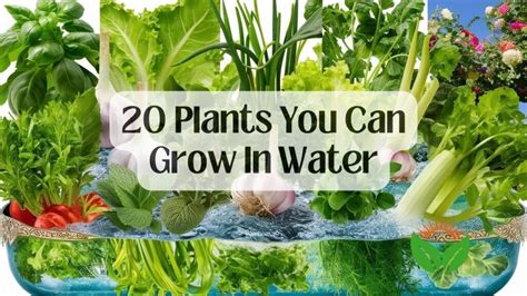 20 Herbs Vegetables And Plants You Can Grow In Water