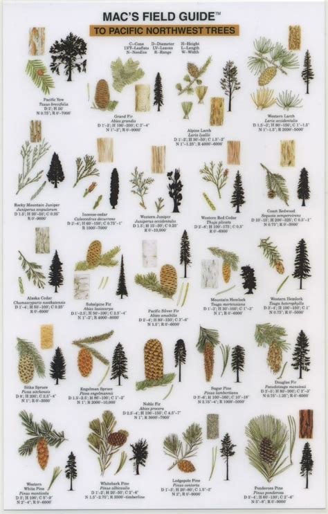 Tree Seed Pod Identification Guide