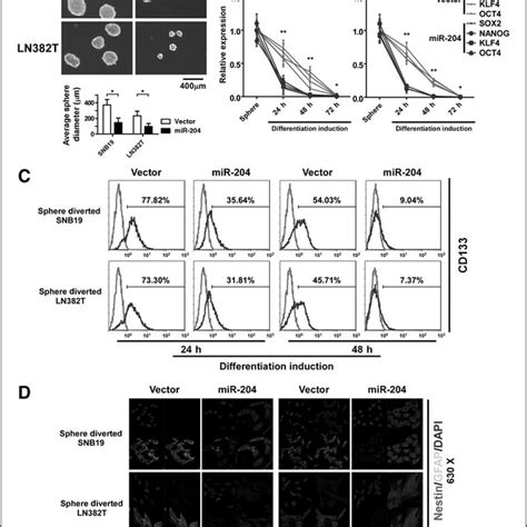 Mir 204 Promotes Differentiation Of Stem Cell Like Population Of Glioma Download Scientific