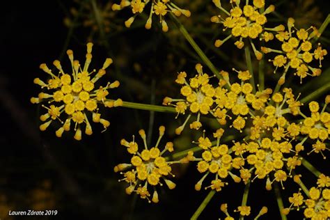 Flower Of The Wild Parsnip Project Noah