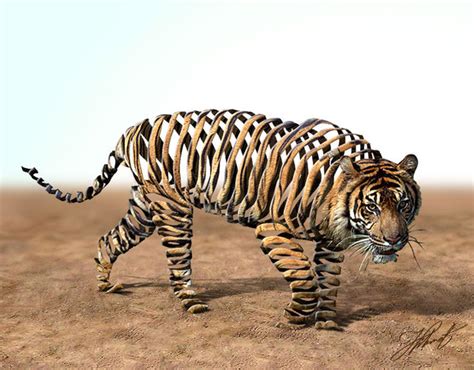 Tiger Tigers Fan Art 24591669 Fanpop