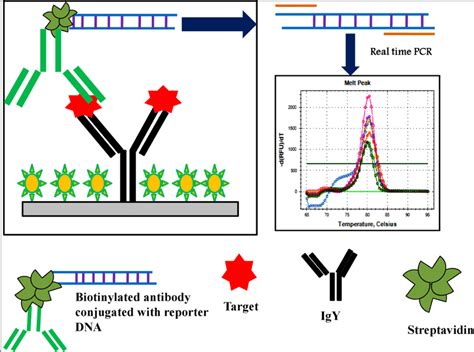 Illustration Of Rt Ipcr Assay Format Download Scientific Diagram