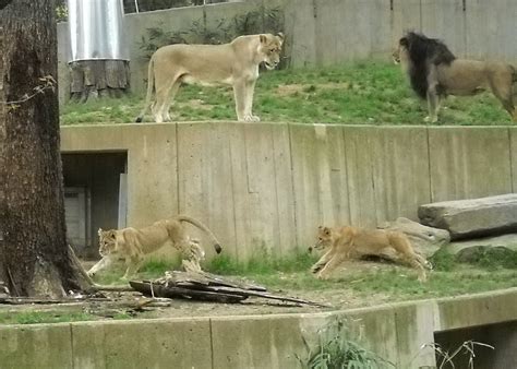 Lion Cubs Chasing Melissa Flickr