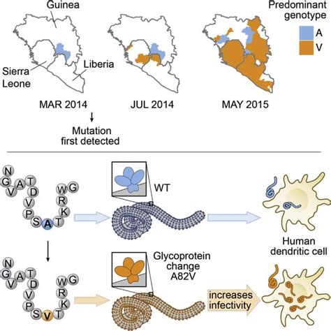 Ebola Glycoprotein Mutant Image Eurekalert Science News Releases