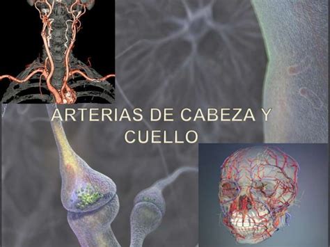 ARTERIAS DE CABEZA Y CUELLO Ppt