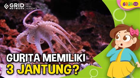 Fakta Menarik Gurita Hewan Laut Yang Cerdas Dan Punya Tinta Berbahaya