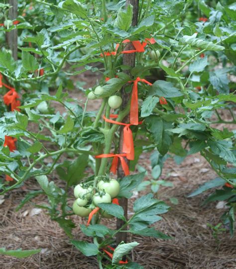 Staking and Pruning Tomatoes in the Home Garden