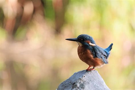 Eisvogel Eisvogel Alcedo Atthis C Armin Dreisbach Naturgucker