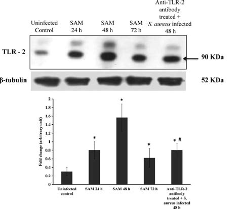 Up Regulated Expression Of Toll Like Receptor 2 Tlr 2 By Live Download Scientific Diagram