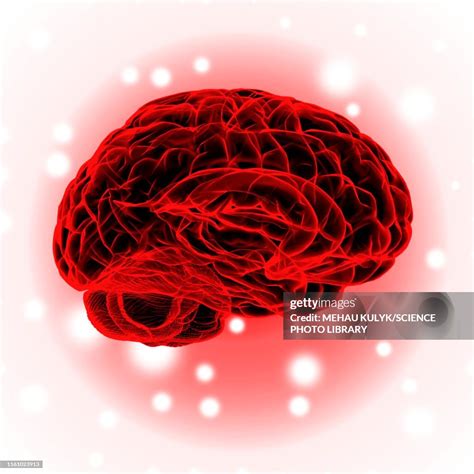 Human Brain Illustration High-Res Vector Graphic - Getty Images 
