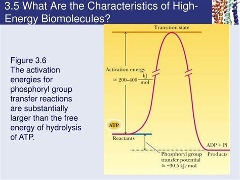 Ppt Chapter Thermodynamics Of Biological Systems Powerpoint